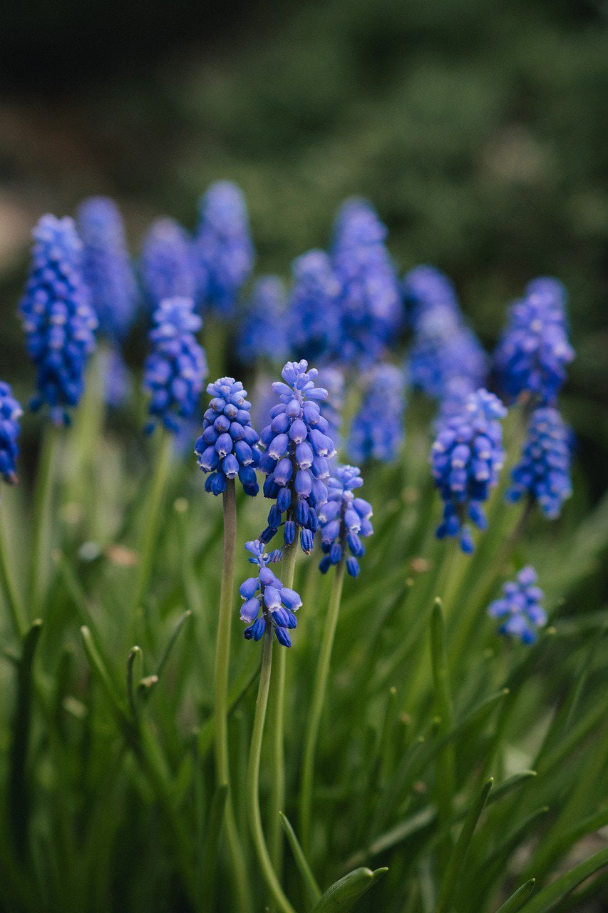 flowers, petals, plant-6172079.jpg