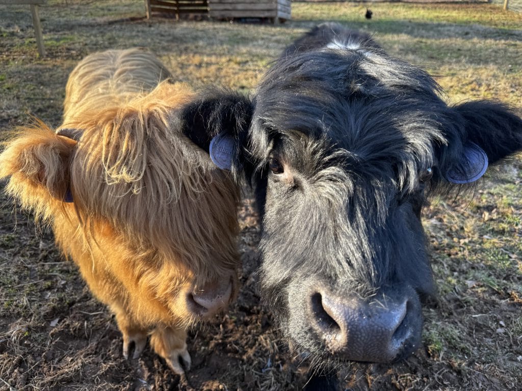 Things to do, visit with cows