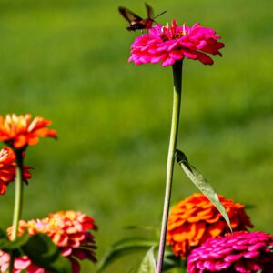 Fresh Farm Cut Marigold Flowers