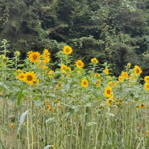 Fresh Sunflower Microgreens
