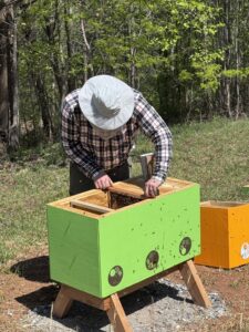 Harvesting Honey