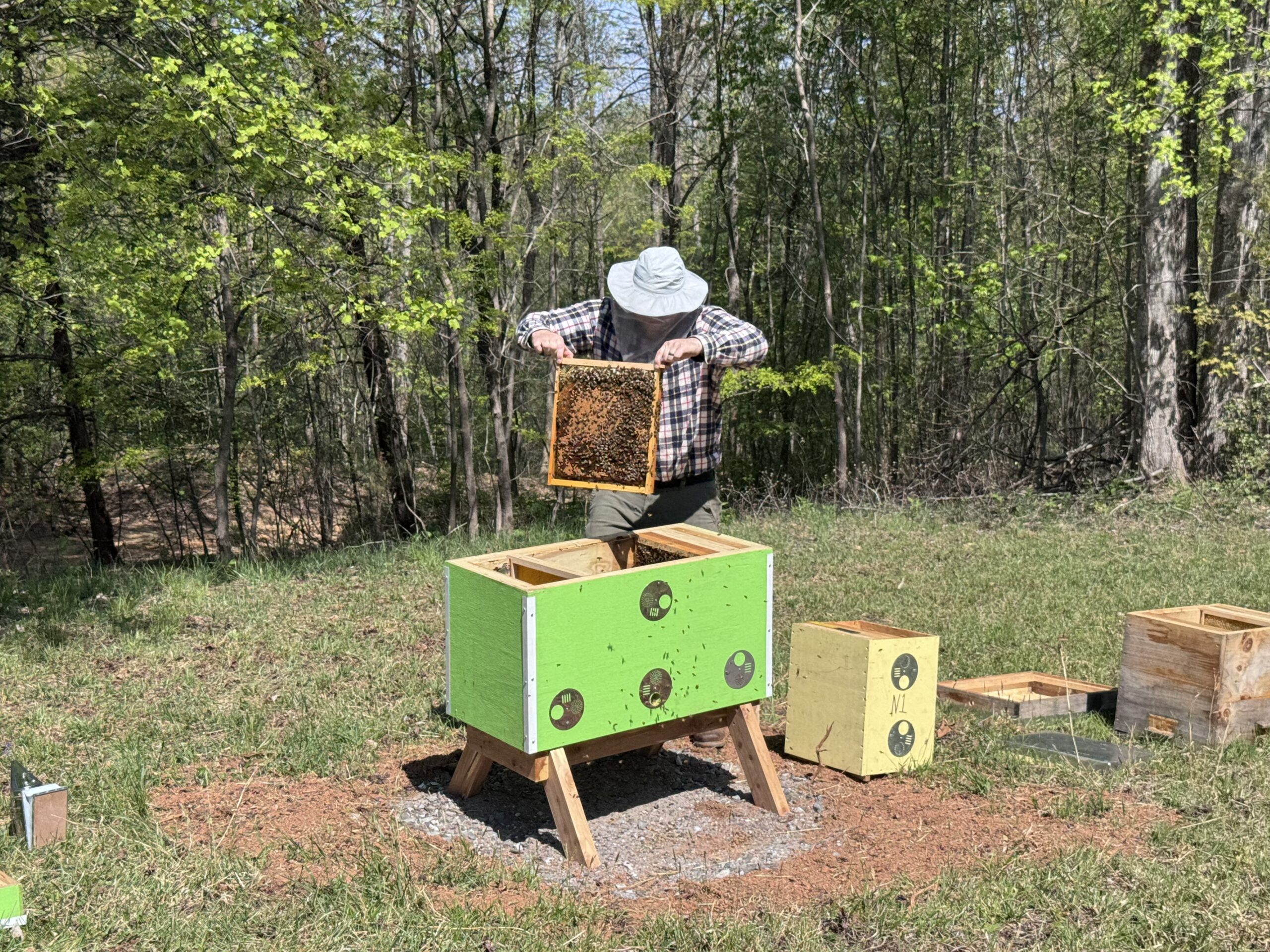 Pulling out a frame from a beehive